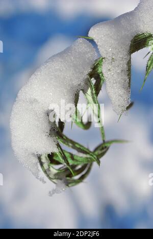 Weathered green leaf of Silybum marianum (cardus marianus, blessed milk thistle, Marian, Mary or Scotch thistle) covered with snow Stock Photo