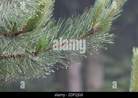 Rain dripping off a pine cone tree branch in summer Stock Photo