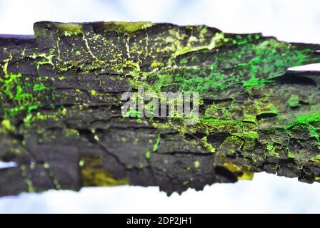 Tree trunk with green moss, horizontal background texture Stock Photo