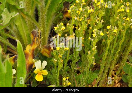 Sand Toadflax,'Linaria arenaria', Short, Sticky haired, Yellow flowered,Rare.Found in Sand dunes.with Sand or Dune Pansy 'Viola tricolor subsp. curtis Stock Photo