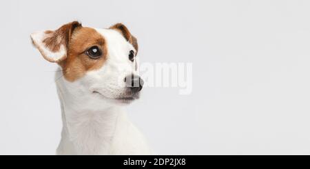 Dog face close up photo. Little dog standing in front of white background and look to side. Stock Photo