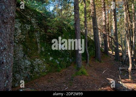 A rock face is covered with green moss. On the Osgood trail to Blue Hill mountain summit, part of the Blue Hill Heritage Trust in Maine. Stock Photo