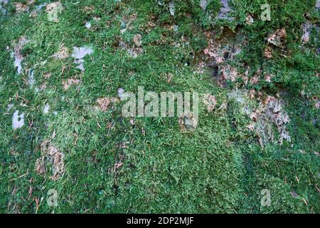 Detail, close up of green moss growing on a rock face. On the Osgood trail to Blue Hill mountain summit, part of the Blue Hill Heritage Trust in Maine Stock Photo