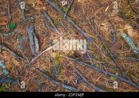Detail, close up of exposed tree roots and pine needles. On the Osgood trail to Blue Hill mountain summit, part of the Blue Hill Heritage Trust in Mai Stock Photo