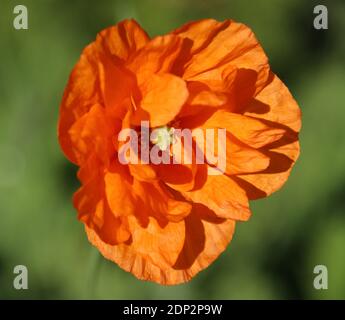 Orange poppy - Papaver Rupifragum, 'Orange Feathers' Stock Photo