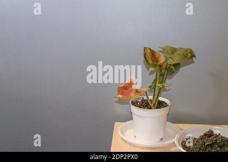 Syngonium Maria Allusion potted house plant Stock Photo