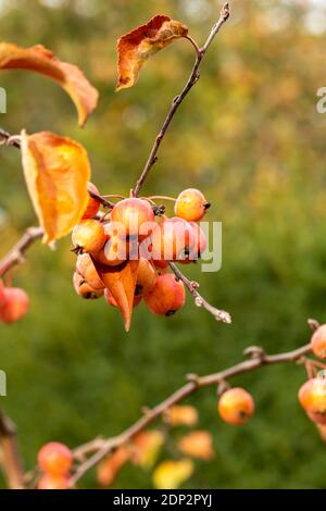 Crab apple ‘Evereste’ fruit, natural fruit plant portrait Stock Photo