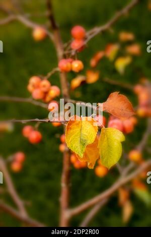 Crab apple ‘Evereste’ fruit, natural fruit plant portrait Stock Photo