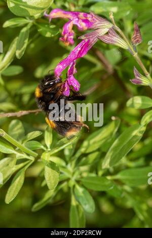 Bee on Salvia Jamensis "Raspberry Royale' Stock Photo