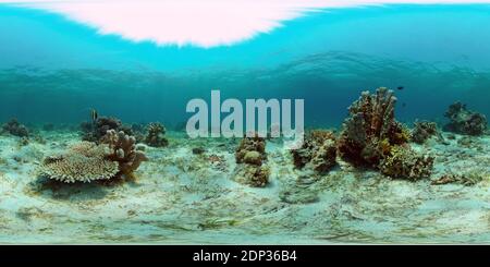 Tropical colourful underwater seas. Coral Garden with Underwater Vibrant Fish. Underwater tropical colourful soft-hard corals seascape. Philippines. 360 panorama VR Stock Photo