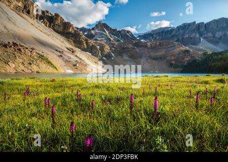 Wildflowers Blooming by the Fish Lakes Stock Photo
