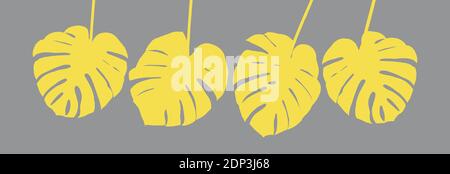 Yellow monstera leaves on gray background. Floral banner trendy colors Stock Photo