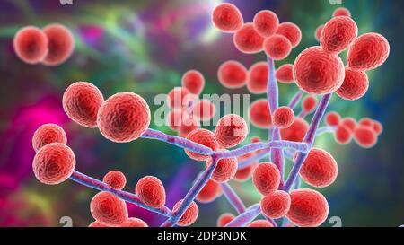 Computer illustration of the yeast and hyphae stages of Candida fungi. A yeast-like fungus, Candida albicans commonly occurs on human skin, in the upp Stock Photo