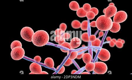 Computer illustration of the yeast and hyphae stages of Candida fungi. A yeast-like fungus, Candida albicans commonly occurs on human skin, in the upp Stock Photo