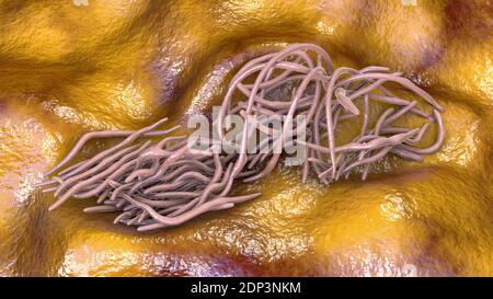 Round worms, computer illustration. Roundworms, or nematodes, include numerous free-living and pathogenic species. Nematodes that commonly parasitise Stock Photo