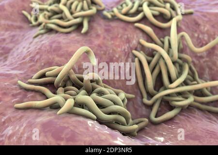 Round worms, computer illustration. Roundworms, or nematodes, include numerous free-living and pathogenic species. Nematodes that commonly parasitise Stock Photo
