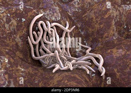 Multiple Roundworms Round worms, computer illustration. Roundworms, or nematodes, include ...