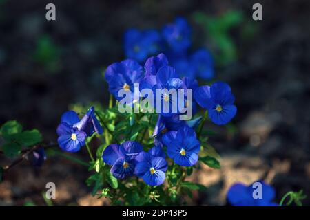 Small blue pansy flowers blooming (Viola cornuta Admire Clear Blue) Stock Photo