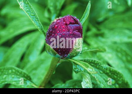 Single burgundy red peony bud in water drops on rainy day Stock Photo