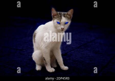 White cat with bright blue eyes sits on a stone floor at night. Stock Photo