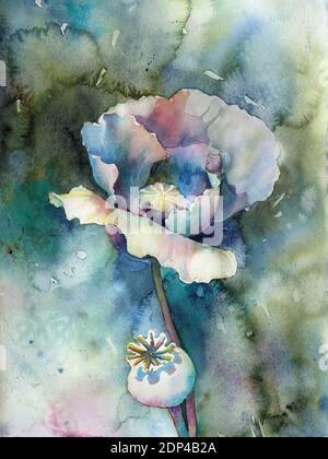 Poppy painting.  Colorful watercolor painting of poppy fine art floral artwork poppy flower.  Watercolor of flowers poppy art Stock Photo