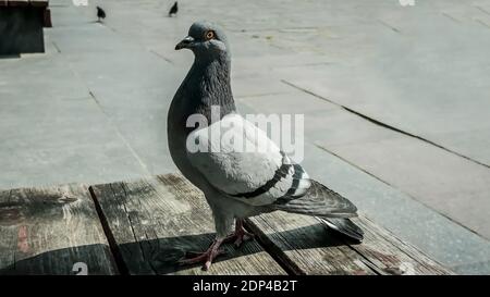 A dove sits on a bench in a public place close-up. Stock Photo