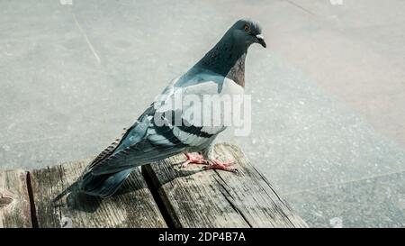 Beautiful pigeon on a wooden bench and looks into the distance Stock Photo