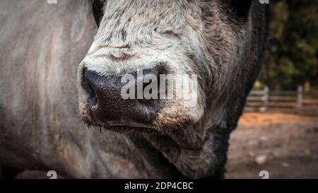 Cow nose close-up, bull looks into the camera lens, bull close-up. Animal on the farm. Stock Photo