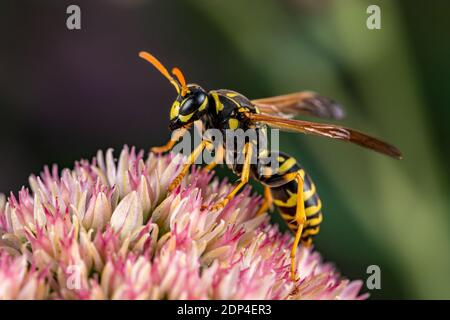 Closeup of European Paper Wasp feeding on nectar from Sedum plant. Concept of insect and wildlife conservation, habitat preservation, and backyard flo