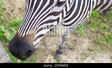 Animal Zebra,top view,beautiful animal on the grass. Stock Photo