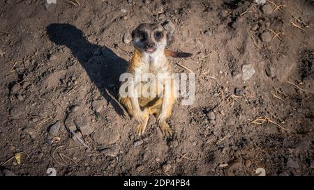 The meerkat looks into the camera lens,the wild animal meerkat stands on its hind legs. Stock Photo