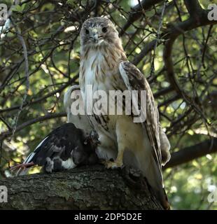 Red Tailed hawk in the wild. Stock Photo