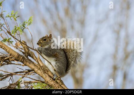 American squirrel eats a nut in the winter feeding with walnuts Stock Photo