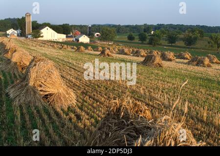 Bunches of gathered wheat in a field with an Amish farm in the background, at sunrise Stock Photo