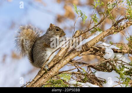 Squirrel eating walnut on a fur tree winter in a forest park Stock Photo