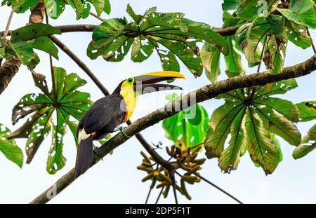 A Chestnut Mandibled Toucan or Swainson's Toucan (Ramphastos swainsonii) in Mindo, Ecuador. Stock Photo