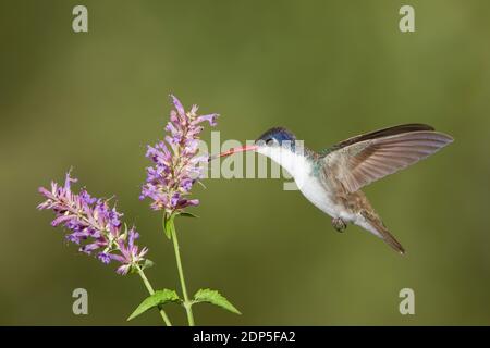 Violet-crowned Hummingbird male, Amazilia violiceps, feeding at Agastache sp. Stock Photo