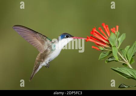 Violet-crowned Hummingbird male, Amazilia violiceps, feeding at Bouvardia ternifolia, Rubiaceae. Stock Photo