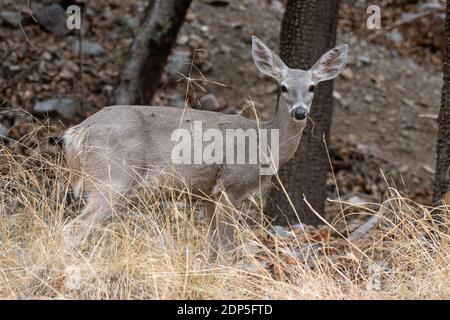 White-tailed Deer (Odocoileus virginianus) Stock Photo