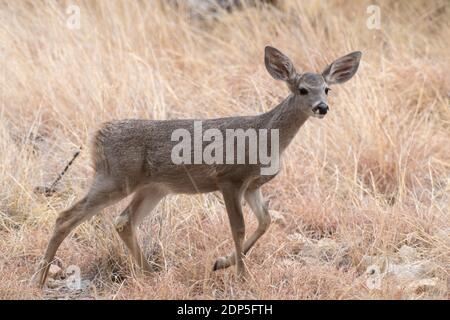 White-tailed Deer (Odocoileus virginianus) Stock Photo