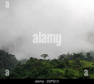 Lonesome tree in the mist and fog of the Cloud Forest, Mindo, Ecuador. Stock Photo