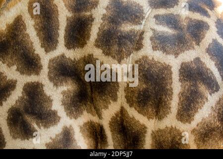 Genuine leather skin of giraffe with light and dark brown spots. Stock Photo