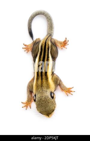Baby himalayan striped squirrel or Baby burmese striped squirrel(Tamiops mcclellandii) on white background. Wild Animals. Stock Photo