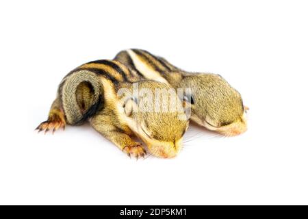 Baby himalayan striped squirrel or Baby burmese striped squirrel(Tamiops mcclellandii) on white background. Wild Animals. Stock Photo