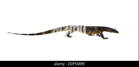 Image of Asian water monitor(Varanus salvator) isolated on white background. Reptile. Wild Animals. Stock Photo