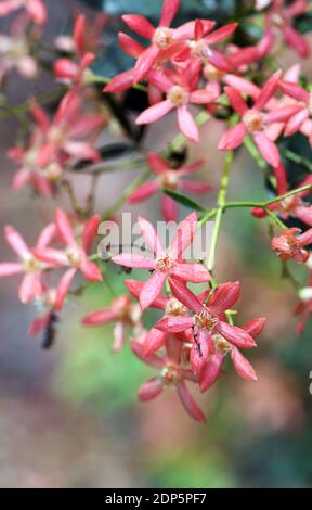 Red sepals of the New South Wales Christmas Bush, Ceratopetalum gummiferum, family Cunoniaceae. Occurs in open forest and rainforest Stock Photo