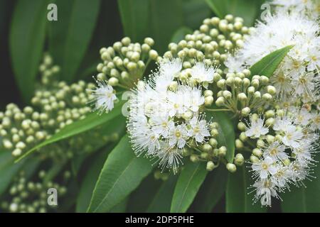 White flowers and buds of the Australian native Lemon Myrtle, Backhousia citriodora, family Myrtaceae. Endemic to coastal rainforest New South Wales Stock Photo