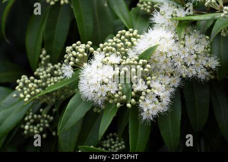 White flowers and buds of the Australian native Lemon Myrtle, Backhousia citriodora, family Myrtaceae. Endemic to coastal rainforest New South Wales Stock Photo