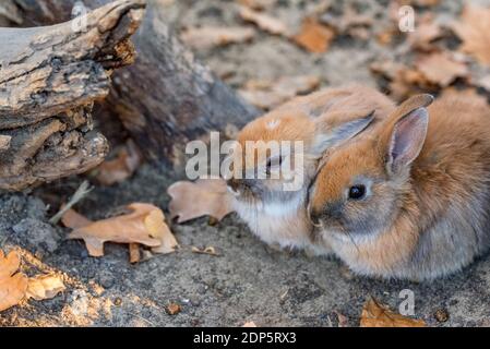 Pair of cute small fluffy rabbits Stock Photo