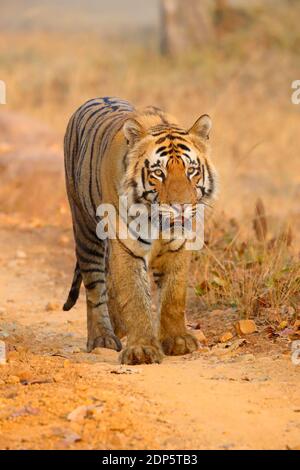 Adult male Bengal Tiger (Panthera tigris tigris) in Tadoba-Andhari Tiger Reserve, Maharashtra, India. This dominant male is T-54 or Chota Matka Stock Photo